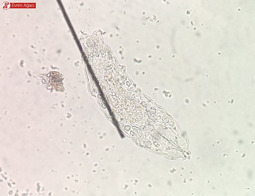 Abant Gölü'nde gözlemlediğimiz diğer bireyler.