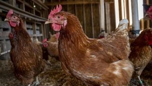 Bird Flu Outbreak Disrupts U.S. Poultry Farms