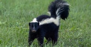 Skunk Rescued From Pennsylvania Skate Park Makes Daring Getaway