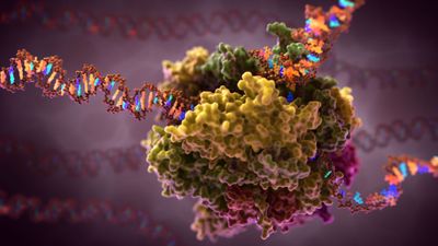 Transkripsiyon Nedir? DNA'dan mRNA Nasıl Üretilir?