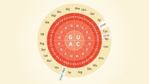 Nükleotit/Kodon Dairesi ve Kod Bolluğu: Kodon Daireleri Nasıl Okunur? Dünya'da Kaç Farklı Aminoasit Çeşidi Var?