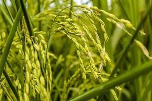 Fluctuations In Rice Prices Affect Bangkok Wholesale Market