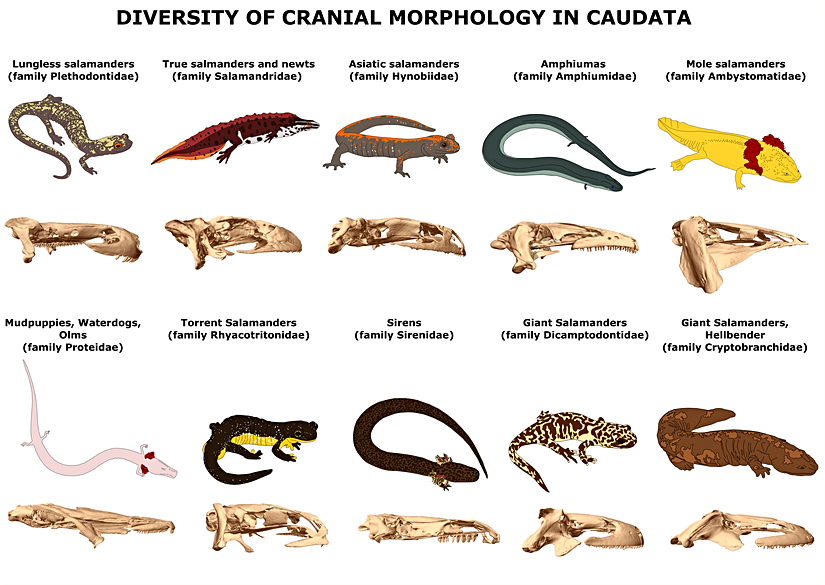 Her bir semender ailesindeki morfolojik ve kraniyal (kafatasına ait) çeşitlilik.