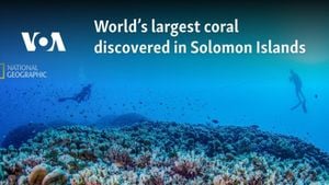 World's Largest Coral Colony Discovered Off Solomon Islands