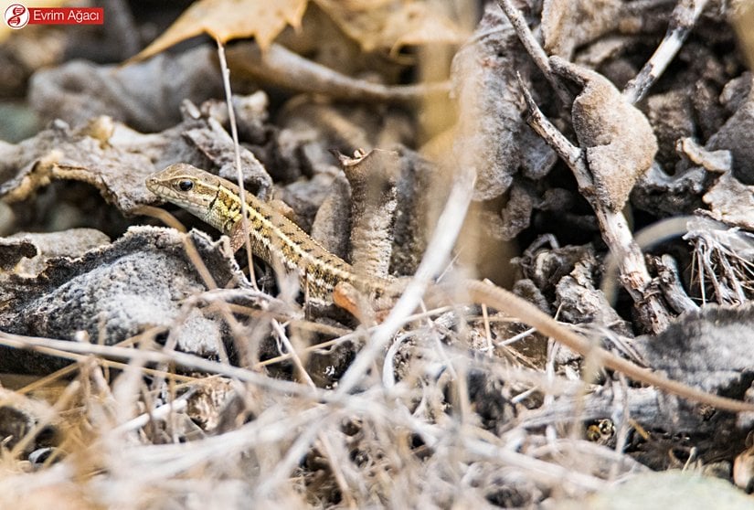 Tedirgin bir şekilde bizi gözleyen birey.