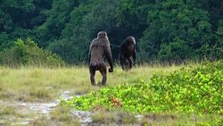 Şempanzeler, Gorillere Saldırıp Onları Öldürebiliyor!