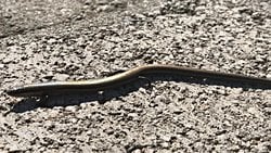 İnce kertenkele (Ablepharus kitaibelii)