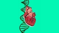 Transplanting Heart Valves Effective Option for Congenital Heart Disease
