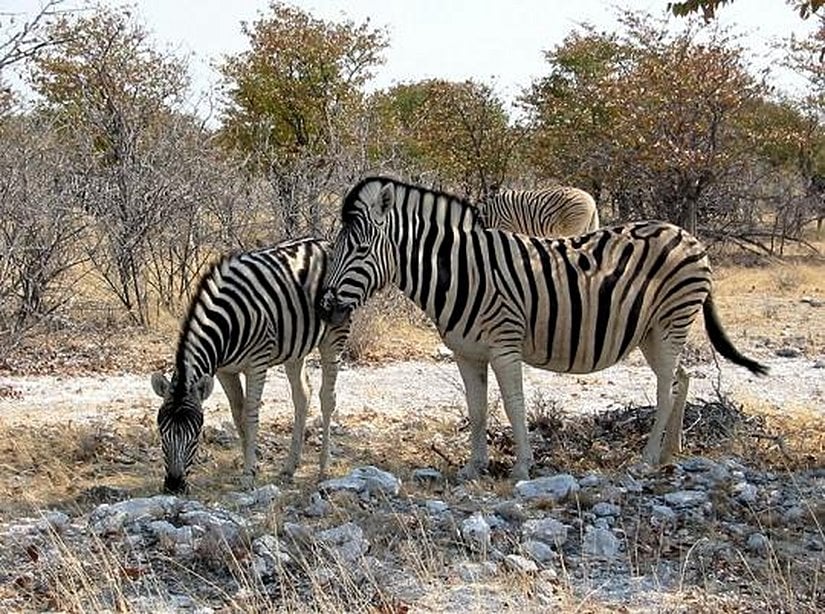 Equus quagga burchellii (Burchell Zebrası)