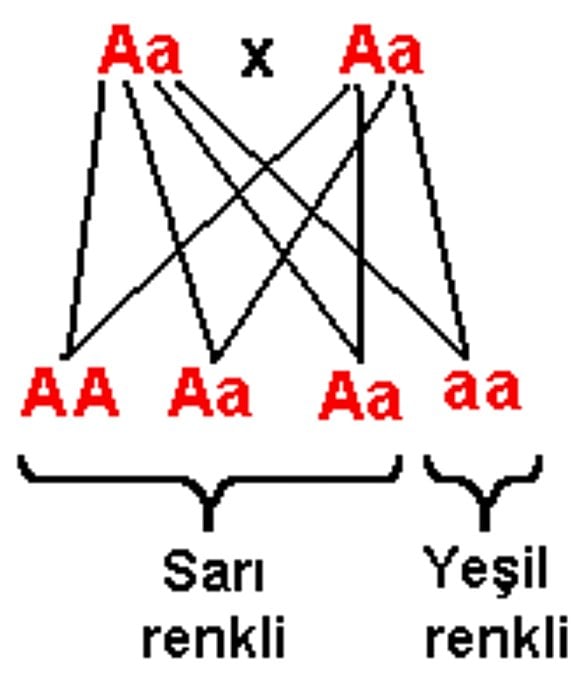 İki melez genin çaprazlama modeli