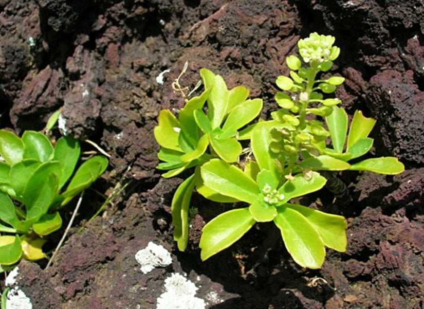 Şekil 19.4.14: Hawaii, Maui'deki lavlarda primer süksesyon sırasında ortaya çıkan sukkulent türler.