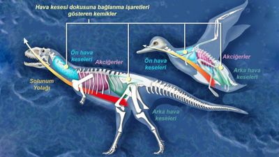 Küçülmek, Dinozorların Evrimsel Başarısını Nasıl Artırdı?