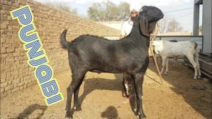 High Prevalence Of Gastrointestinal Nematodes Threatens Goat Farming In Punjab