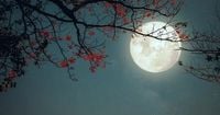 La luna llena de mayo será una microluna de flores