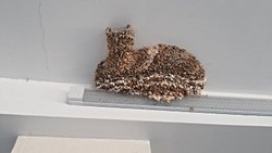 Şu Başyapıta bir bakın!