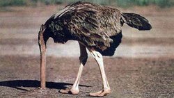 Neden insanlar yeni fikirler karşısında kafasını kuma gömer?