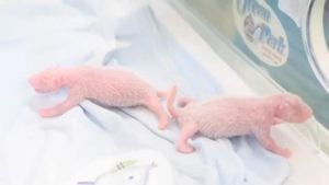 Panda Twins Born Just Before Mother's 19th Birthday