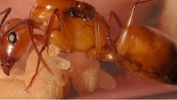 Camponotus Baldaccii