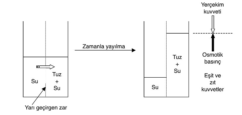 Osmoz ve osmotik basınç