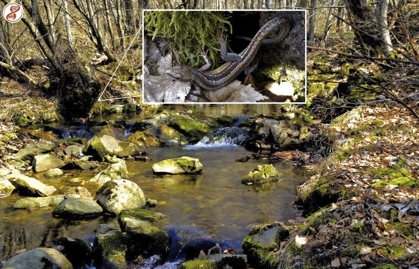 Genç birey ve habitatı, Kırklareli.