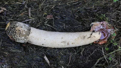 Seks, Evrim Tarihinde Ne Zaman Eğlenceli Olmaya Başladı?