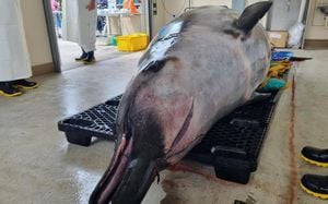 Unprecedented Dissection Reveals Secrets Of Rarest Whale