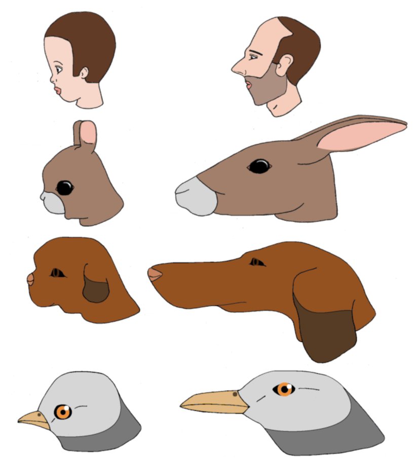 Bu, Konrad Lorenz 1971, Methuen & Co. Ltd. tarafından basılan "Studies in Animal and Human Behavior, cilt II"de Stephen Jay Gould'un "Mickey Mouse'a biyolojik bir saygı" adlı makalesinden alınmış bir diyagrama dayanarak çizilen bir çizim. Bu diyagramın o makaledeki başlığında şöyle anlatılıyor: "İnsanlar genç özelliklere sahip hayvanları sevimli buluyor: iri gözler, şişkin kafatasları, geri çekilen çeneler (sol sütun). Küçük gözlü, uzun burunlu hayvanlar (sağ sütun) aynı tepkiye neden olmaz."