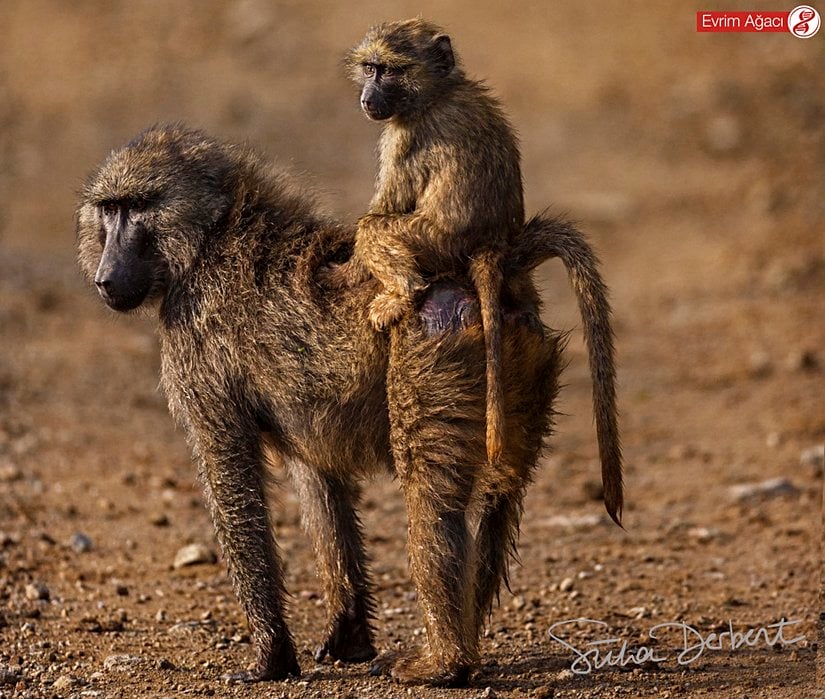 Babun (Papio sp.) ve sırtındaki yavrusu. Kalçasındaki ischial callositler daha iyi belli oluyor.