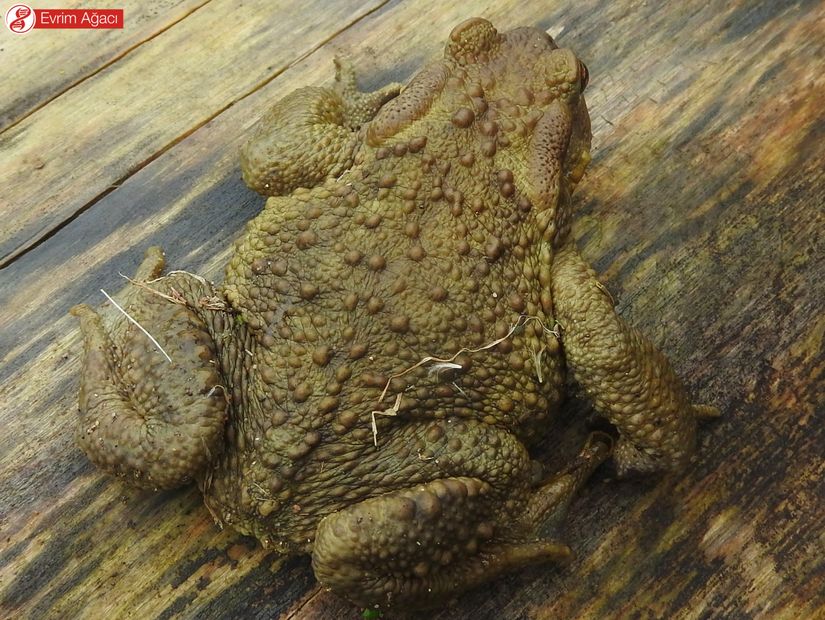 Siğilli kurbağa (Bufo bufo) erişkin birey sırtında bulunan siğil benzeri epidermal kabarcıklar, (Samsun).