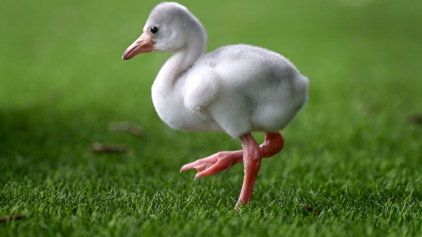 Bir flamingo yavrusu.