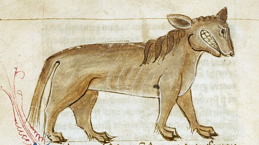 Ortaçağ dönemine ait bir hayvan kitabında resmedilmiş bir Crocotta.