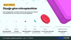 The Potential Impacts of Micro-and-Nano Plastics on Various Organ Systems In Humans
