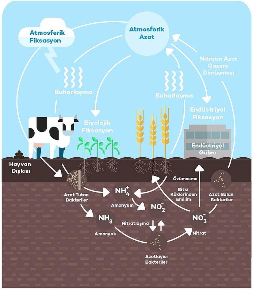 Azot Döngüsü