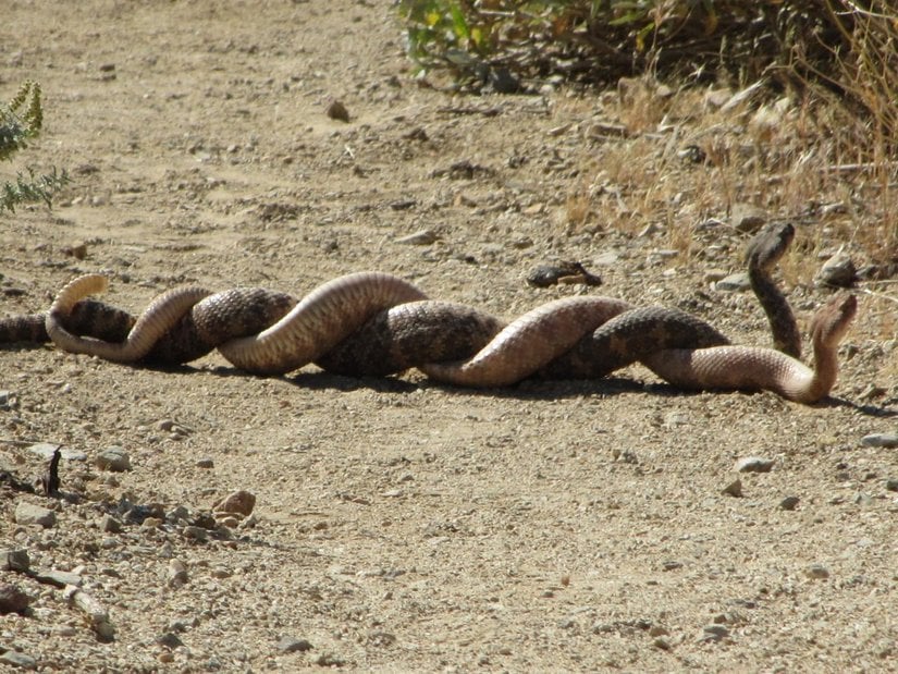 Görselde, iki benekli çıngıraklı yılan (Crotalus mitchellii) mücadele ediyor. Mücadelenin sebebi, dişileri elde etmek. Çiftleşme döneminde, dişileri etkileyebilmek adına bu ölümcül mücadeleye giriyorlar. Esasında birbirlerini öldürebilecek, en azından alt edebilecek kadar zehirleri varken, bunu yine de kullanmıyorlar, çünkü zehir üretmek kolay değil ve zehir, avlanma için saklanmak zorunda. Bu yüzden, birbirlerine dolanıyorlar, itiyorlar, sıkıyorlar. Ta ki biri, diğerini defalarca yere sabitleyene (mıhlayana) ve bu sayede üstün gücünü ispatlayana kadar. Veya ölene...