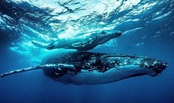 Deniz biyoloğu olmak isteyen bir bireyin okuması gereken kitaplar (akademik, ağır bir dilde olursa daha iyi olur) nelerdir?