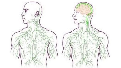 Bağışıklık Sistemini Doğrudan Beyne Bağlayan Lenf Damarları Bulundu!