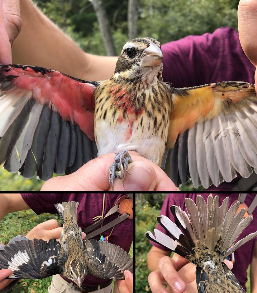 Vücudunun yarısı erkek, yarısı dişi olarak gelişmiş (jinandromorfik) bir gülgöğüslü grosbeak (Pheucticus ludovicianus).