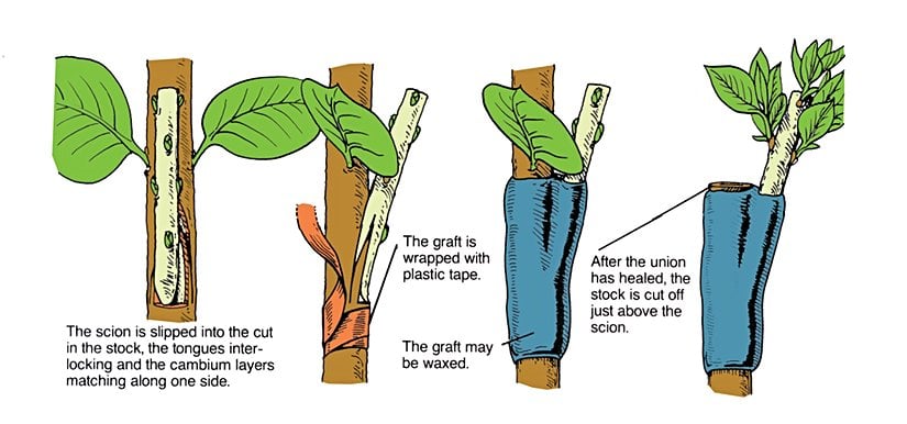 Kenar (yan) aşısının sırasıyla nasıl yapıldığını gösteren şekiller.