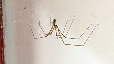 Kiler örümceği (Holocnemus pluchei)