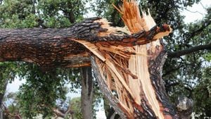 Falling Trees And Debris Cause Tragedies