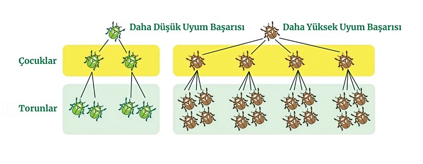 Şekil 10. Görselde de gördüğünüz gibi yeşil böcekler daha az yavru üretir. Dolayısıyla yeşil bireylerin uyum başarısı azdır. Ancak kahverengi böcekler daha fazla yavru üretir, bu da onların yüksek bir uyum başarısına sahip olduklarını gösterir.