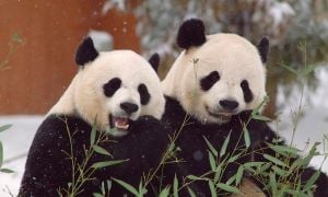 Giant Pandas Return To San Diego Zoo