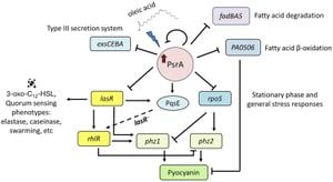 Unraveling Enzyme Roles: Pseudomonas Aeruginosa Fatty Acid Metabolism Revealed