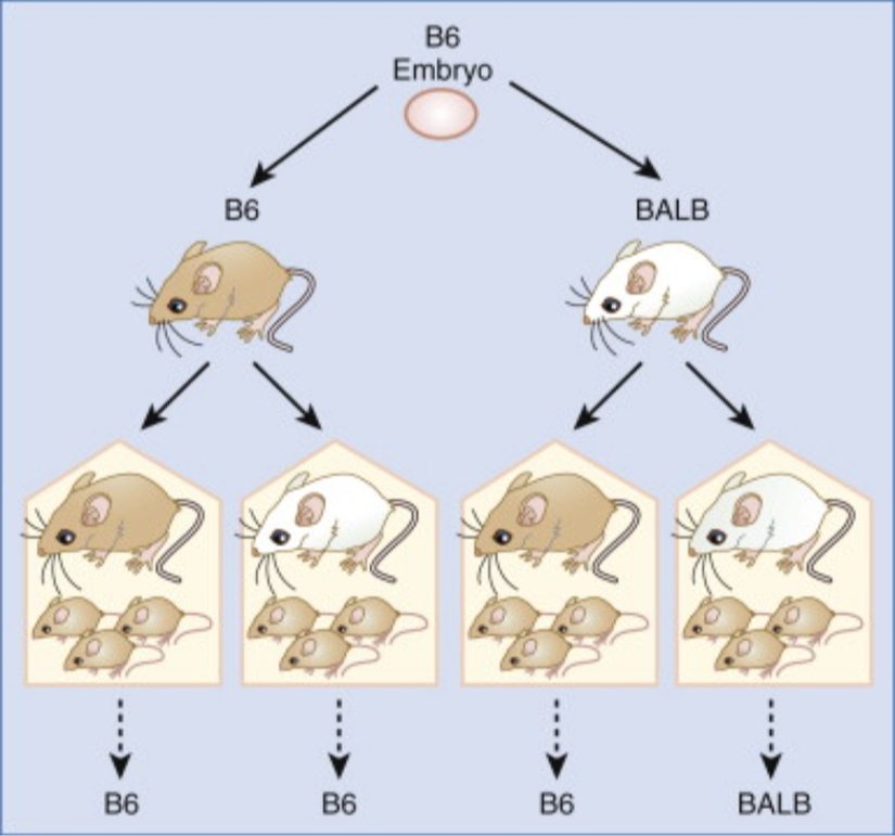 Çapraz Çiftleştirme ( Cross-Fostering)