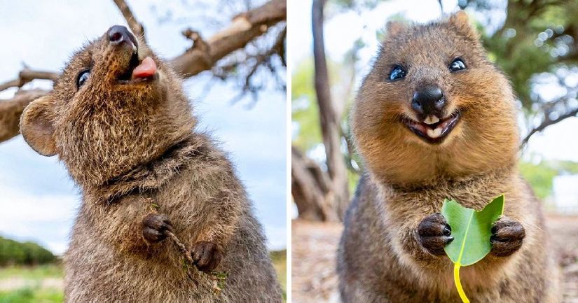 Quokkalar biz onları gülüyor sansak da, bu yüz ifadeleri onların yüzlerinin yapısıdır.