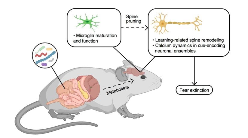 Korku tükenme öğrenmesinde mikrobiyota-bağırsak-beyin uyuşumunun şeması. Veriler, mikrobiyota ve metabolitlerindeki değişikliklerin değişen mikroglia aracılı sinaptik budamadan* kaynaklanabilecek nöronal fonksiyonu ve öğrenmeyle ilişkili plastisiteyi etkilediği ve daha sonra korku tükenme davranışını düzenlediği bir modeli ifade etmektedir. (*Sinaptik budama, nöronal iletimin verimliliğini arttırmak için ekstra nöronların ve sinaptik bağlantıların ortadan kaldırıldığı prosesi ifade eder.)