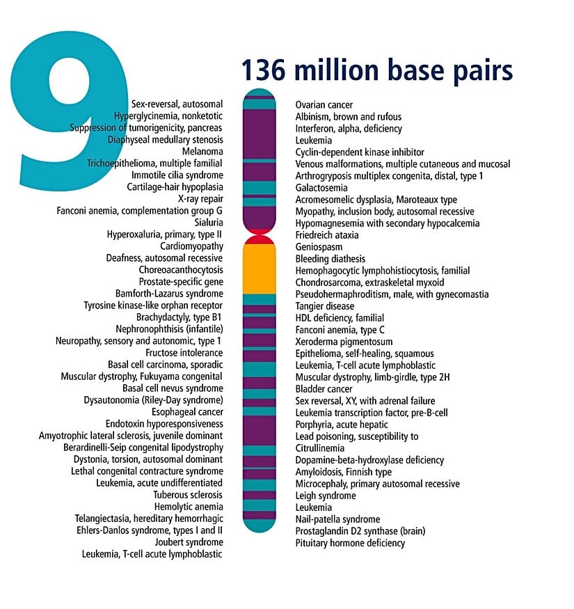 Her bir kromozomdaki genlerin belirlenmesi, aktif bir genetik araştırma alanıdır. Araştırmacılar, her kromozomdaki gen sayısını tahmin etmek için farklı yaklaşımlar kullandıklarından, tahmini gen sayısı değişir. Kromozom 9, muhtemelen protein yapmak için talimatlar sağlayan 800 ila 900 gen içerir. Bu proteinler vücutta çeşitli farklı roller üstlenirler.