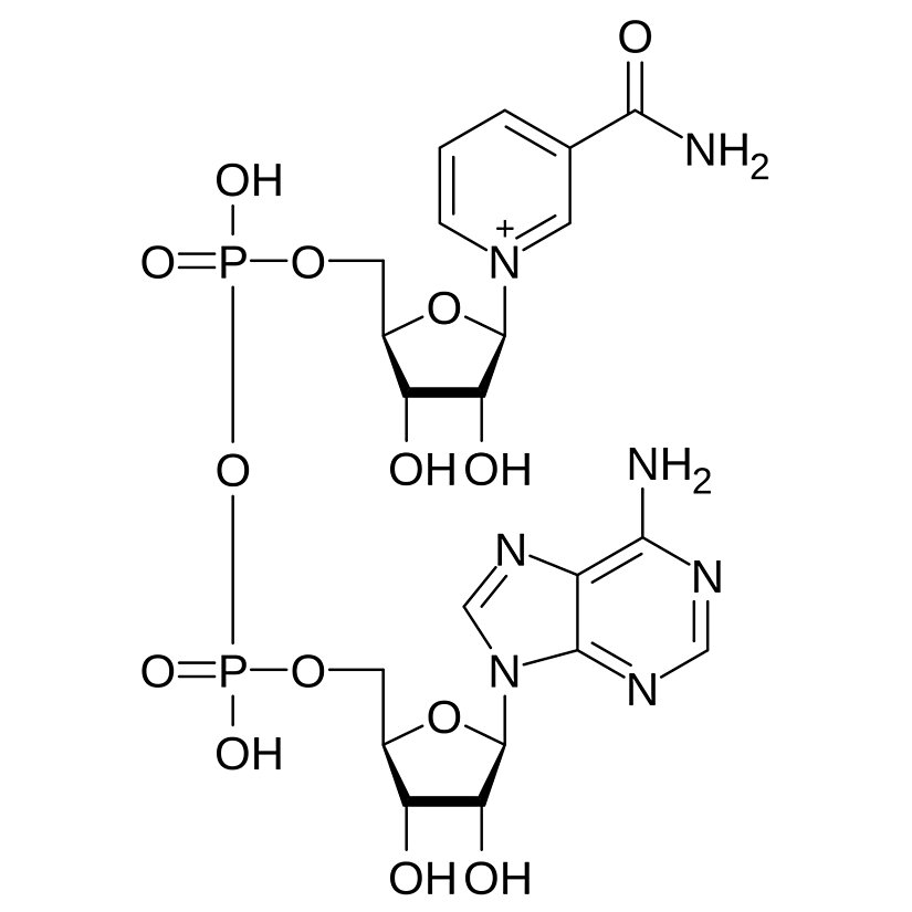 Şekil 15. NAD molekülü