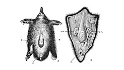 Tek Delikliler (Monotremata)