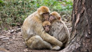 Local Monkeys Make Daring Escape From Research Facility